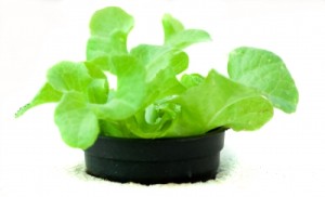 micro green