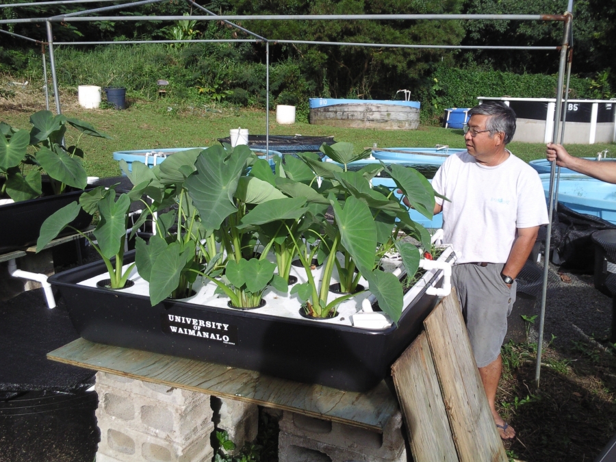 Hydroponics – What Is It And How It May Work For You ...