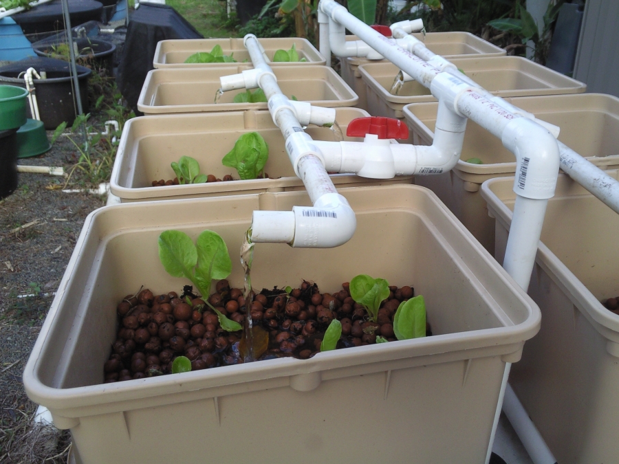 Hydroponics – What Is It And How It May Work For You | Sustainable ...