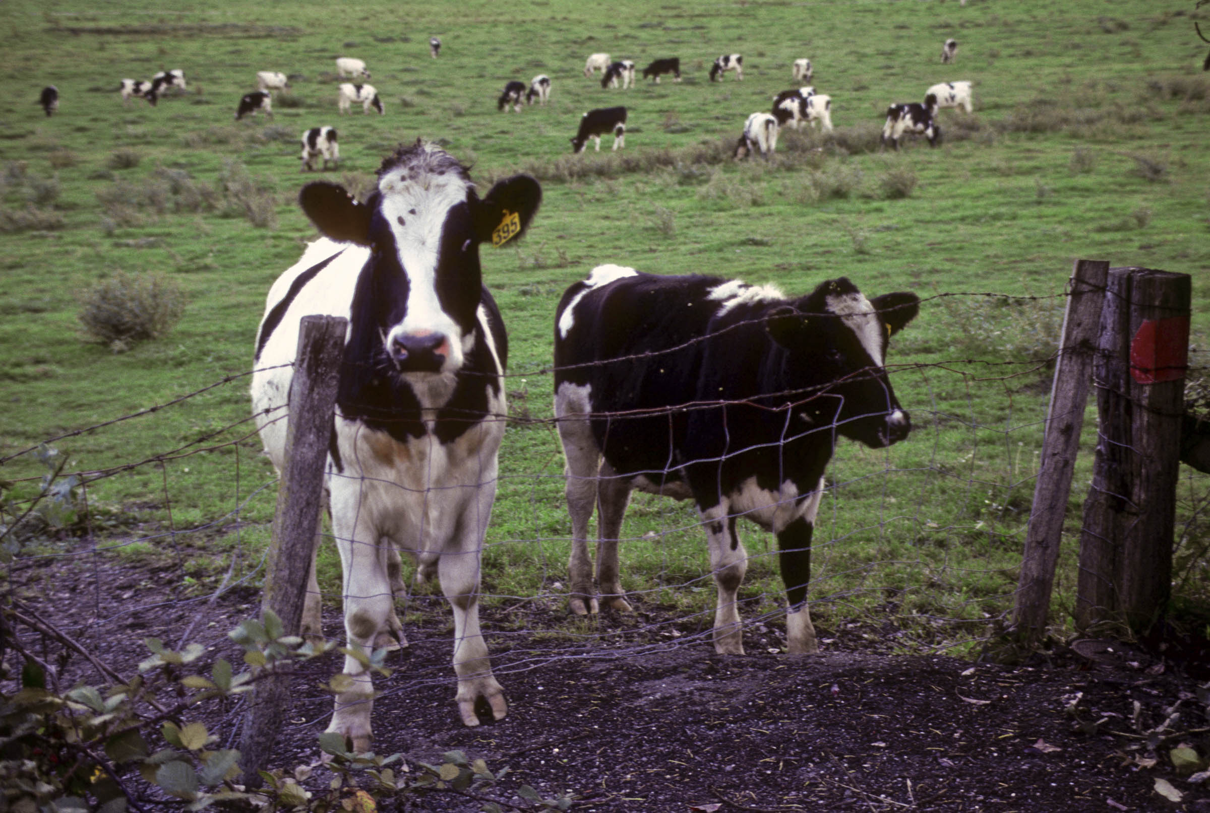 What Is Sustainable Livestock Farming