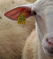 livestock regulations