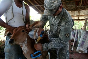 livestock care