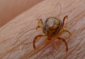 tick control