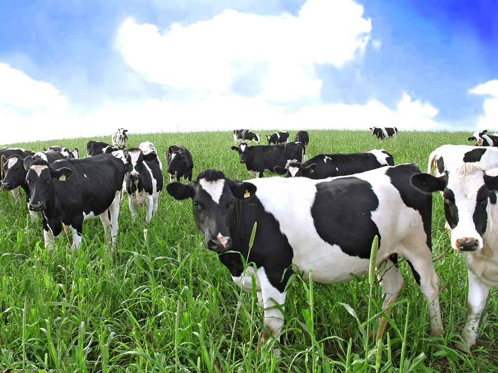 Business plan for beef cattle farming