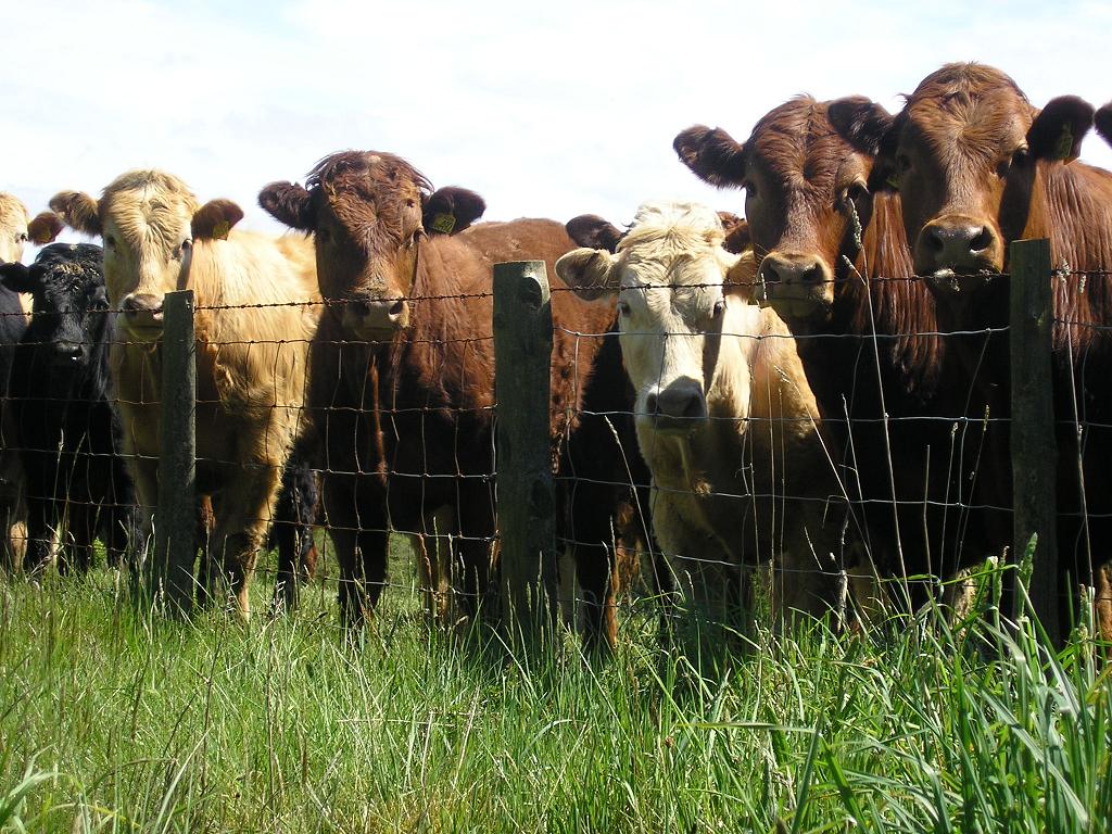 Business plan for beef cattle farming