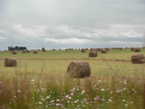 farm pasture