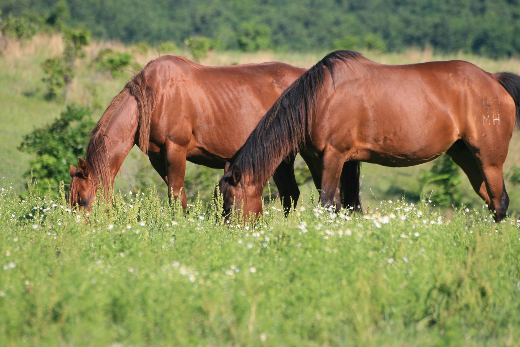 Growing Food For Livestock DIY Fodder Systems | Sustainable Livestock