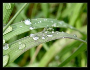 grass_rain_drops_329091_h