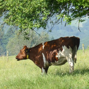 cow-367545_1920