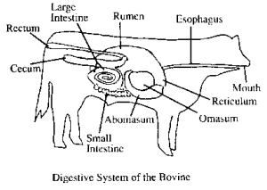 digestive system of cow