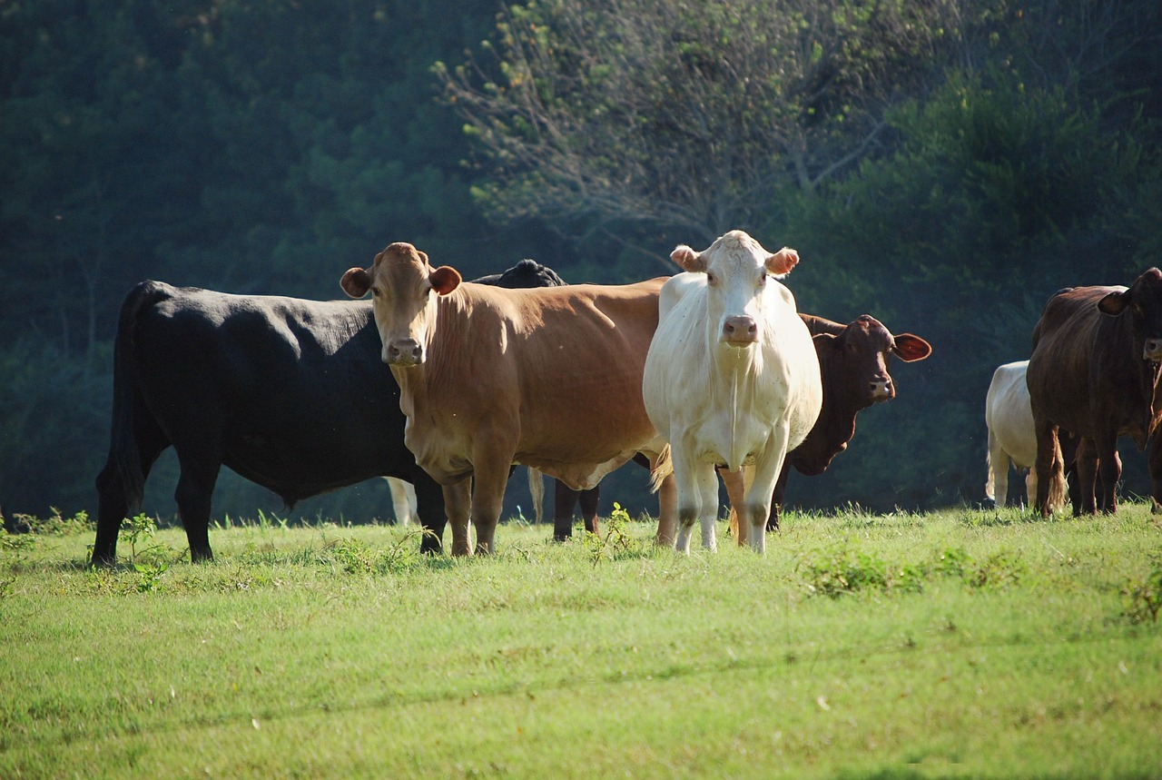 a-sustainable-livestock-nutrition-program-for-maximum-benefits