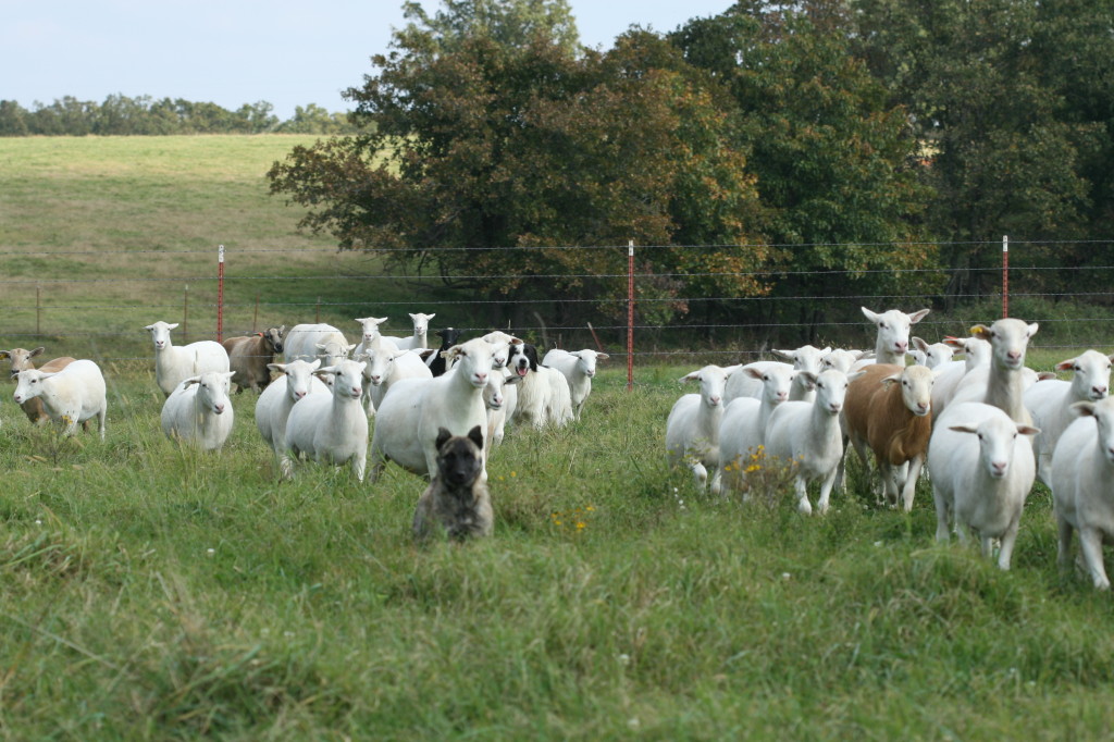 cattle farm