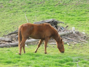 sustainable livestock nutrition