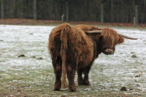 Schottisches Hochlandrind