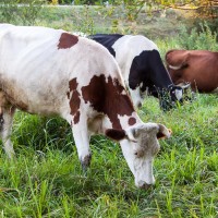 Maximize Nutrition for Your Livestock During Summer