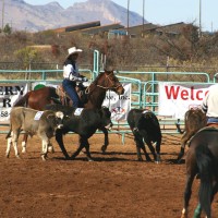 Livestock Handling Tips – Understanding Livestock Behavior