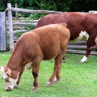 Tips on Pasture Management & Feeding Heat-Stressed Livestock