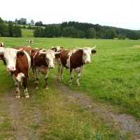 How Global Warming & Climatic Changes Affect Dairy Cattle