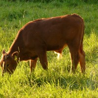 Sustainable Nutrition For Dairy Cattle & Grass Fed Beef