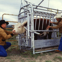 Recommended Livestock Safety & Handling Tips