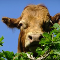 Top 5 Reasons to Eat Grass-Fed Meat