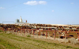 640px-Feedlot-1