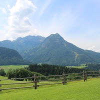 Leading Cattle in Pasture & Rotational Grazing