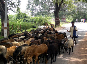 640px-Sheep_and_herder_India