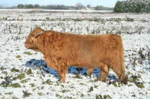 highland-cattle-535910_1280