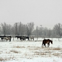 How to Protect Your Livestock from Severe Winter Weather