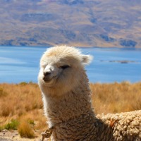 You Could Own an Alpaca Farm