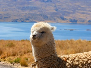 alpaca-43324_1280