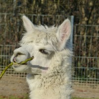 Tips for Starting an Alpaca Farm