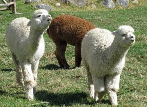 alpacas-336154_1280