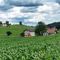 Homestead for Christmas – Raising & Caring for Livestock