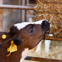 Steps You Should Take for Sustainable Livestock Production