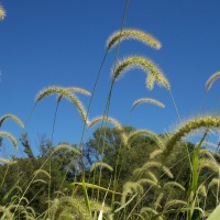 How You Could Feed Livestock More Efficiently