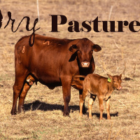 Tips for Dry-Lot Feeding Beef Cattle