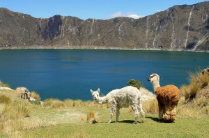 alpacas 