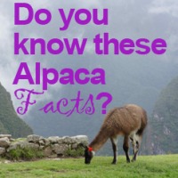 5 Alpaca Facts that You Didn’t Know