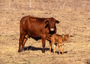 Senepol breed of beef cattle