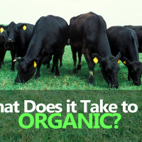 Organic Livestock Nutrition – Feeding, Health & Nutrition of Organic Farms