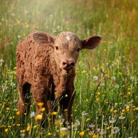 Organic Livestock Farming & Feed Solutions