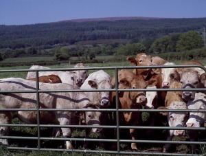 cattle-720044_1280