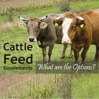 Supplementing Cattle Feed – What are the Options?