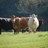 Start Your Own Cattle Farm with Little or No Money