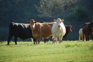 cows-419407_1280