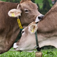 How Performance Reveals the Importance of Affection and Care in Livestock