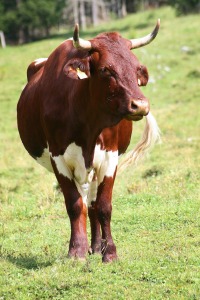 cow