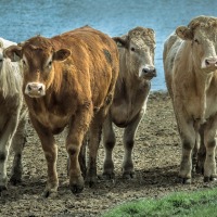 Sustainability in Livestock Leads to Sustainable Livestock Nutrition